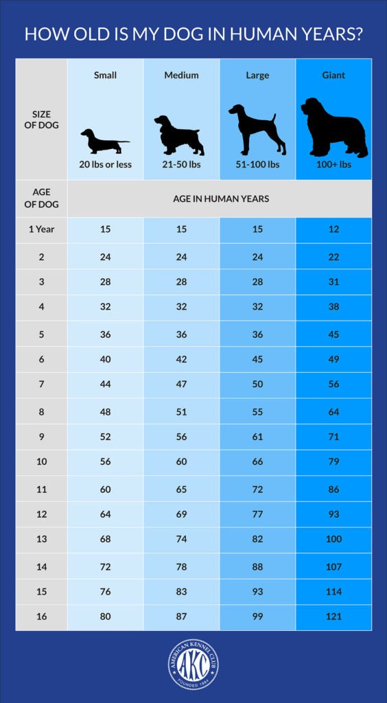 human years to dog years calculator