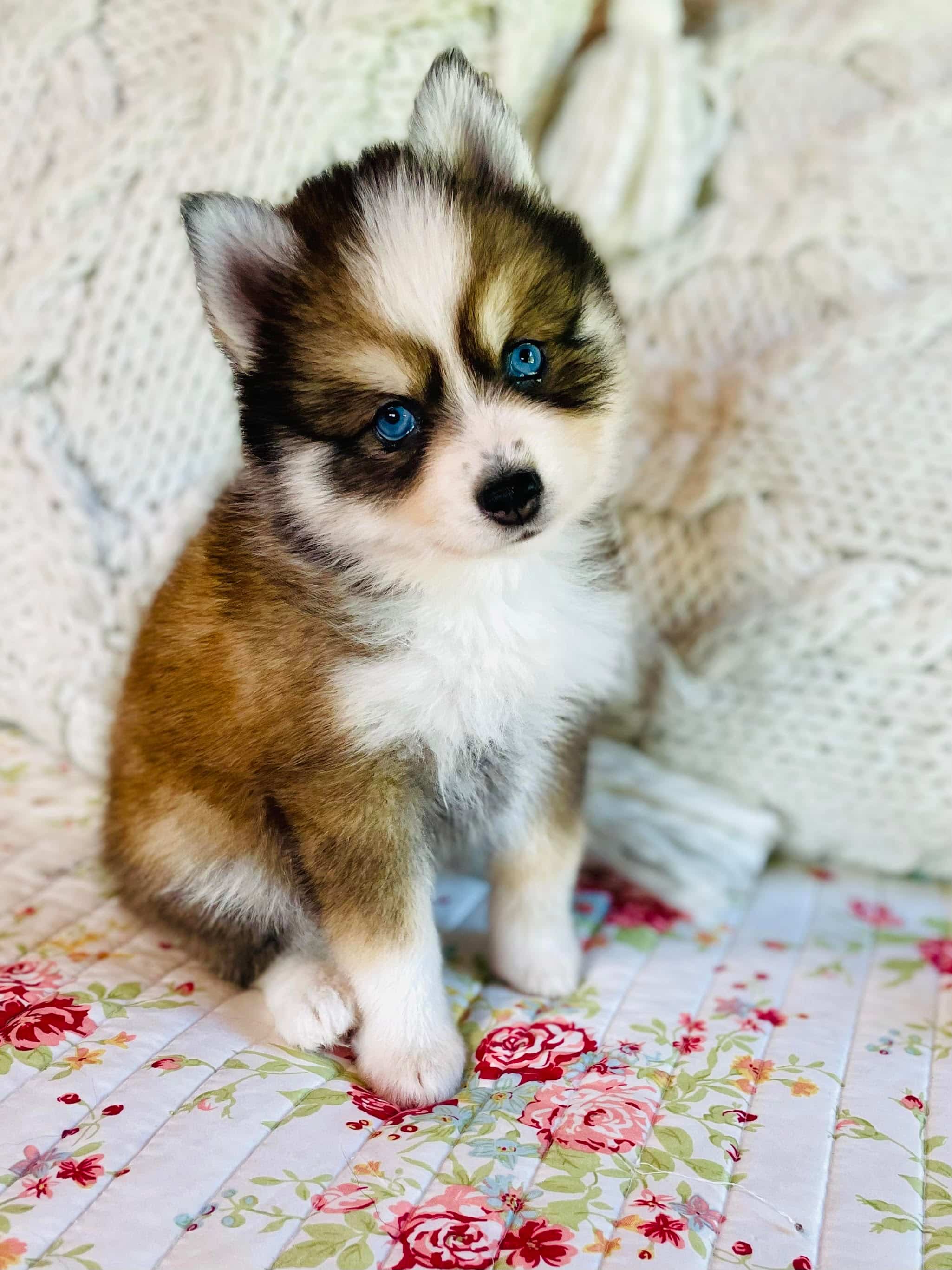 pomsky for sale