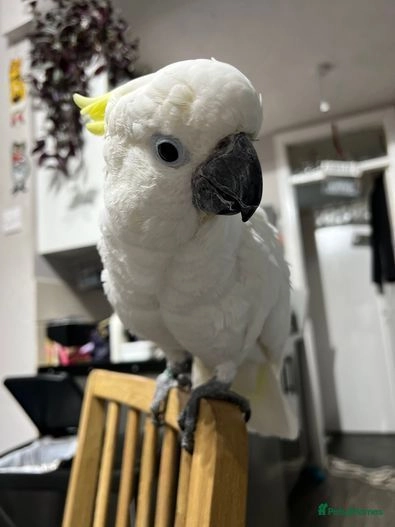 cockatoo sale uk