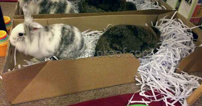 bunny digging box