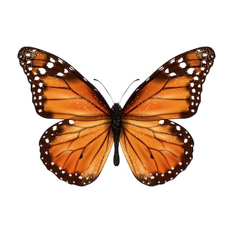 butterfly png