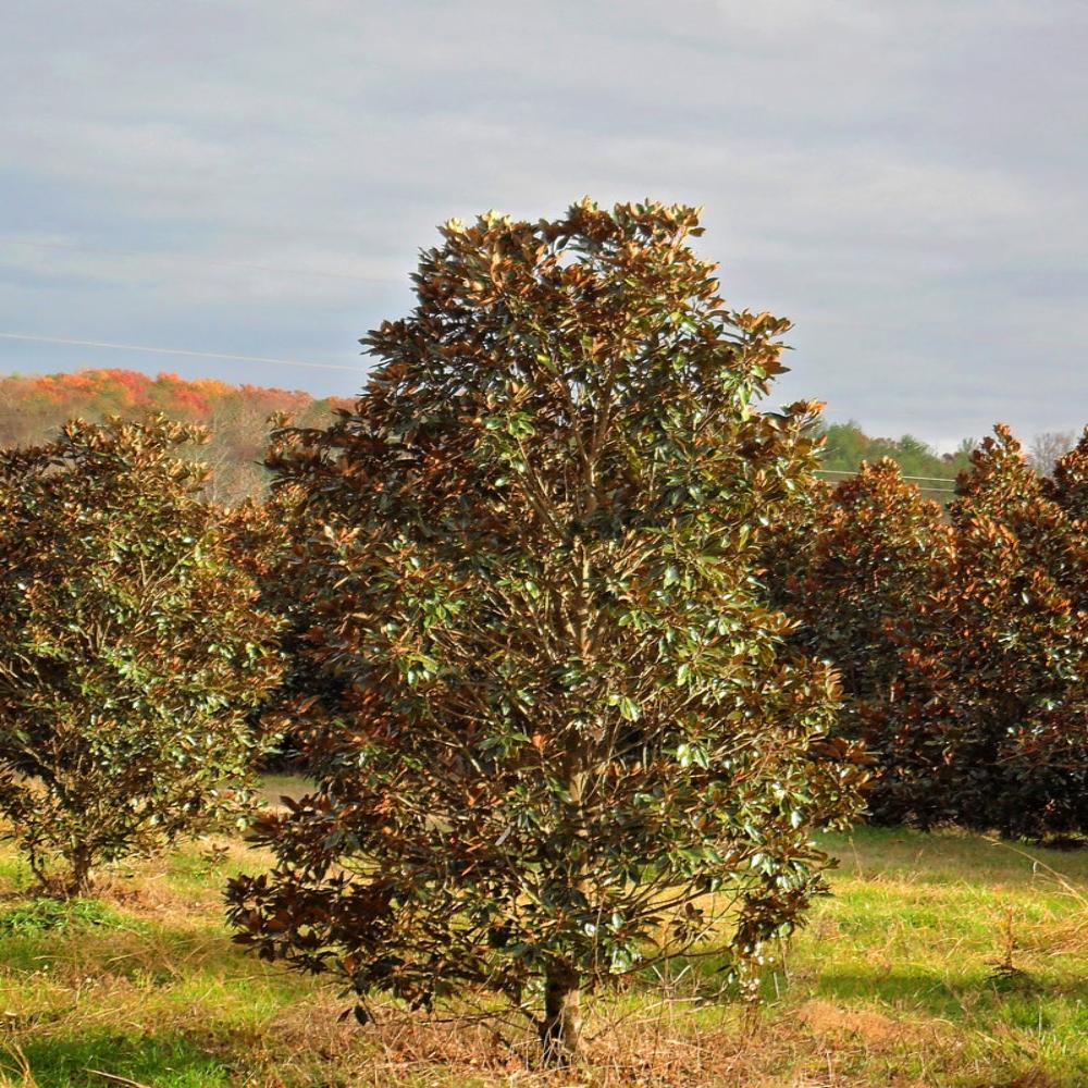 little gem magnolia tree pros and cons