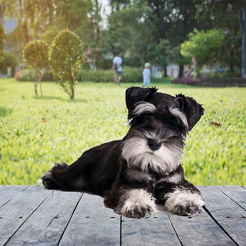 schnauzer precio mexico