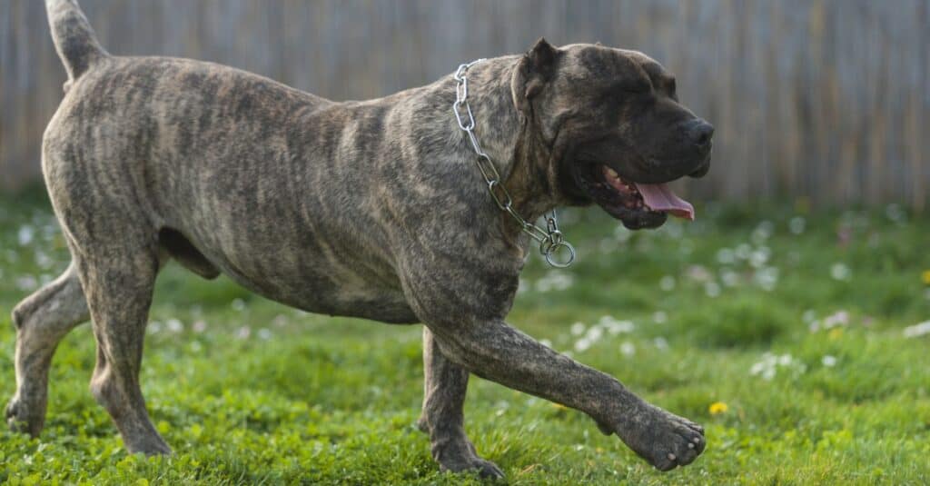 cost of presa canario