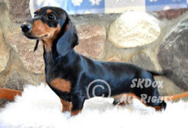 dachshund for sale