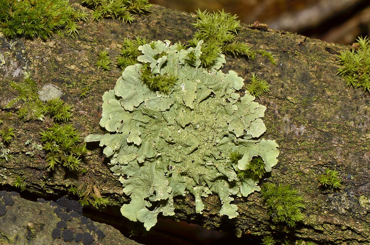 lichen in telugu