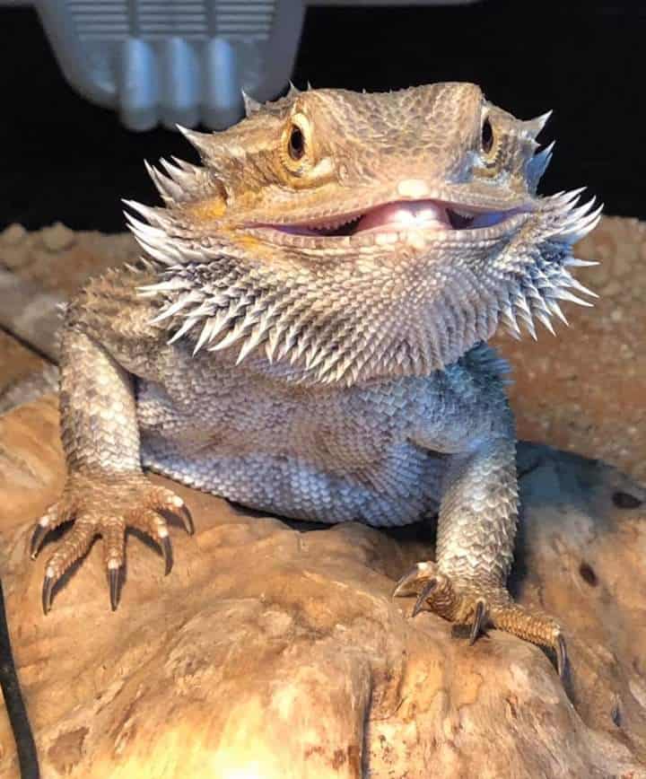 bearded dragons for sale uk