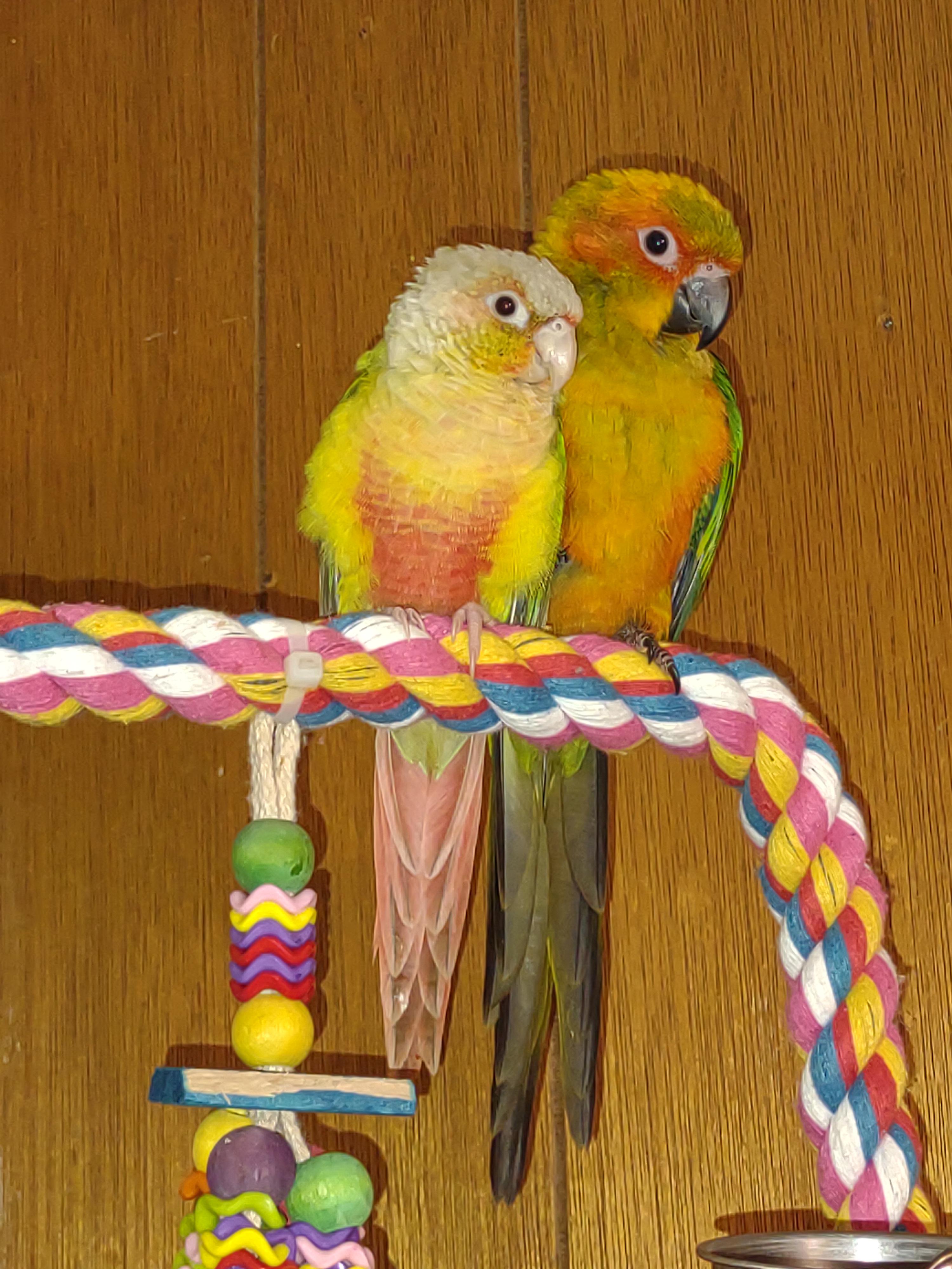 sun conure vs green cheek conure