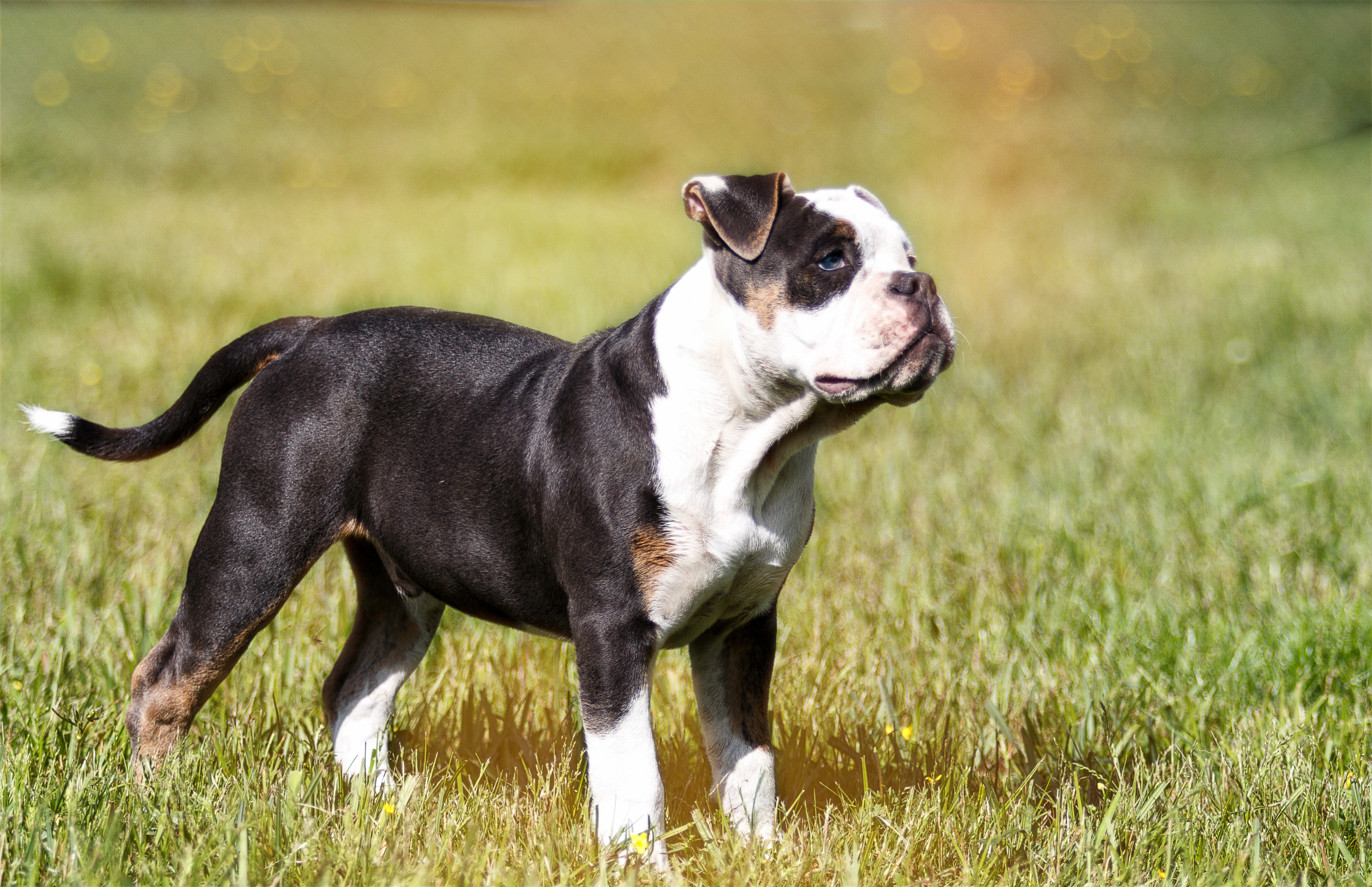 bulldog alapaha blue blood