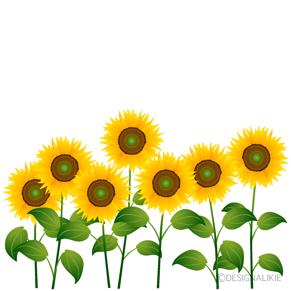 sunflower clipart