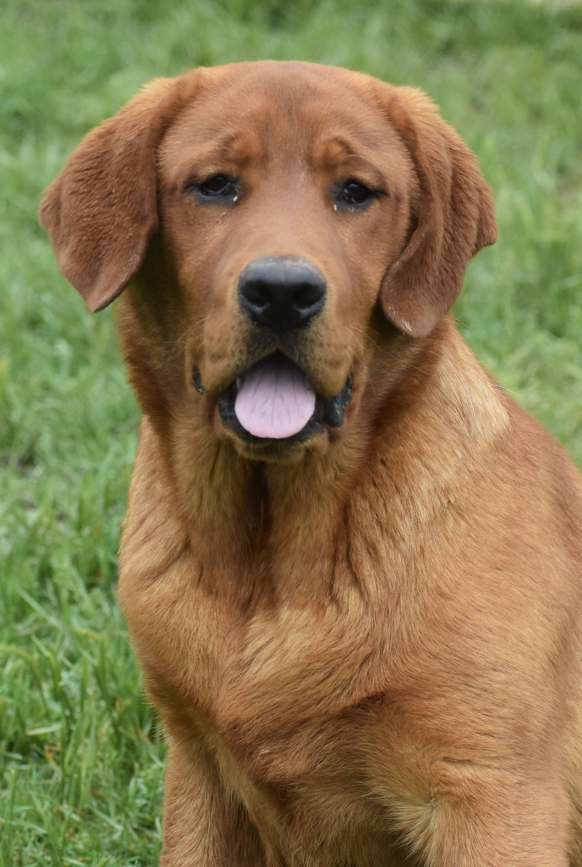 fox red labrador for sale