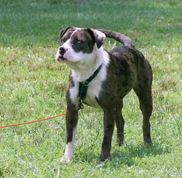 catahoula american bulldog