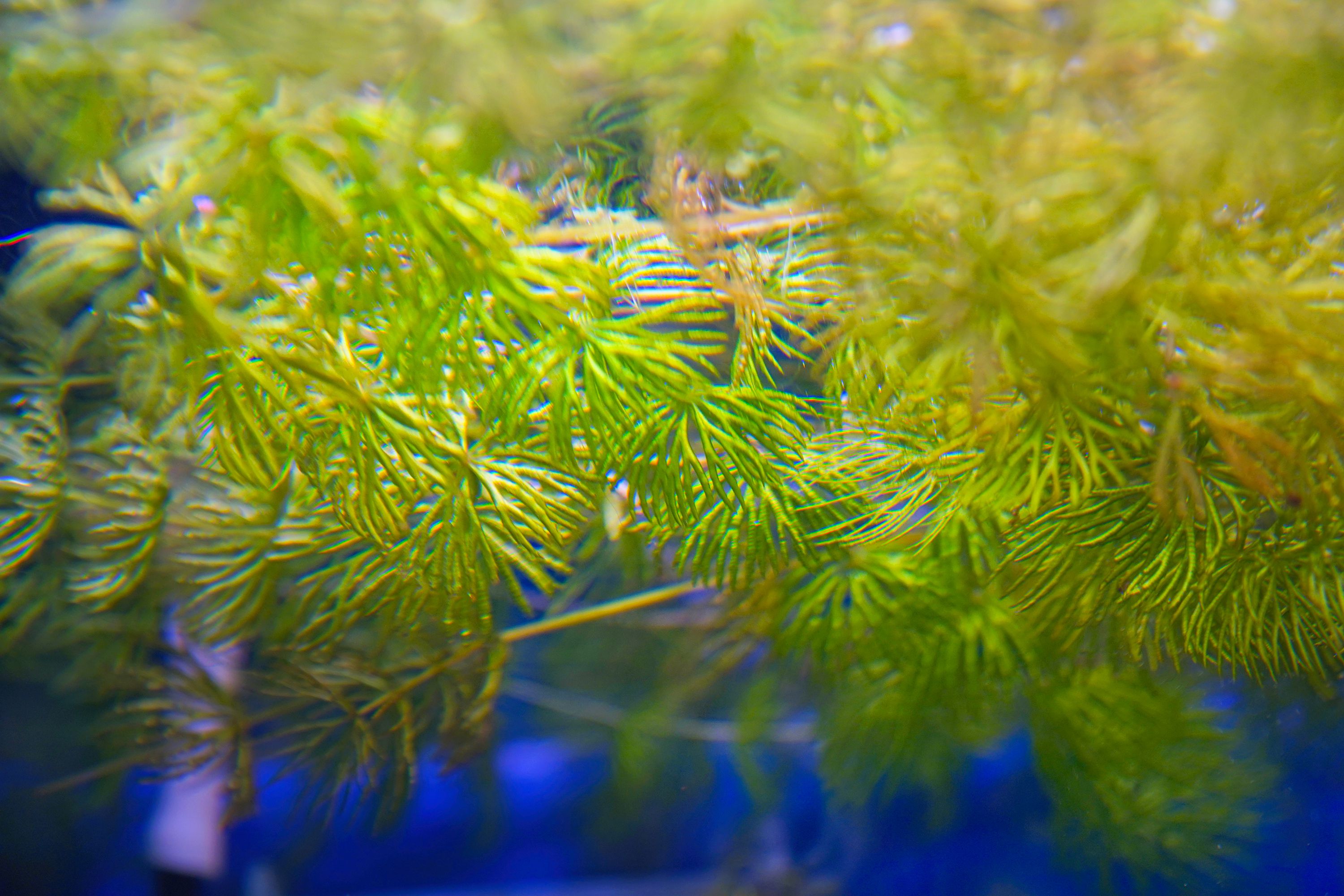 best floating aquarium plants