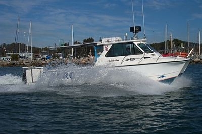 shark cat boats