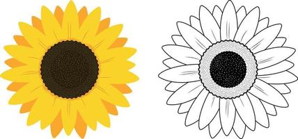 sunflower vector image