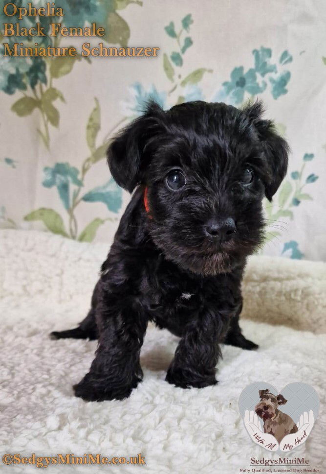 miniature schnauzer black puppy