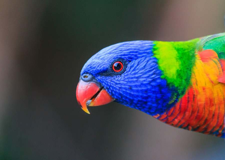 australian parrot crossword clue