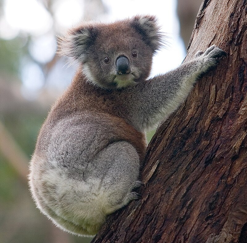 koala bear pics