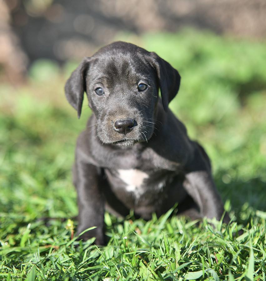 photos of great dane puppies