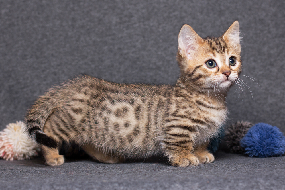 munchkin cat kitten