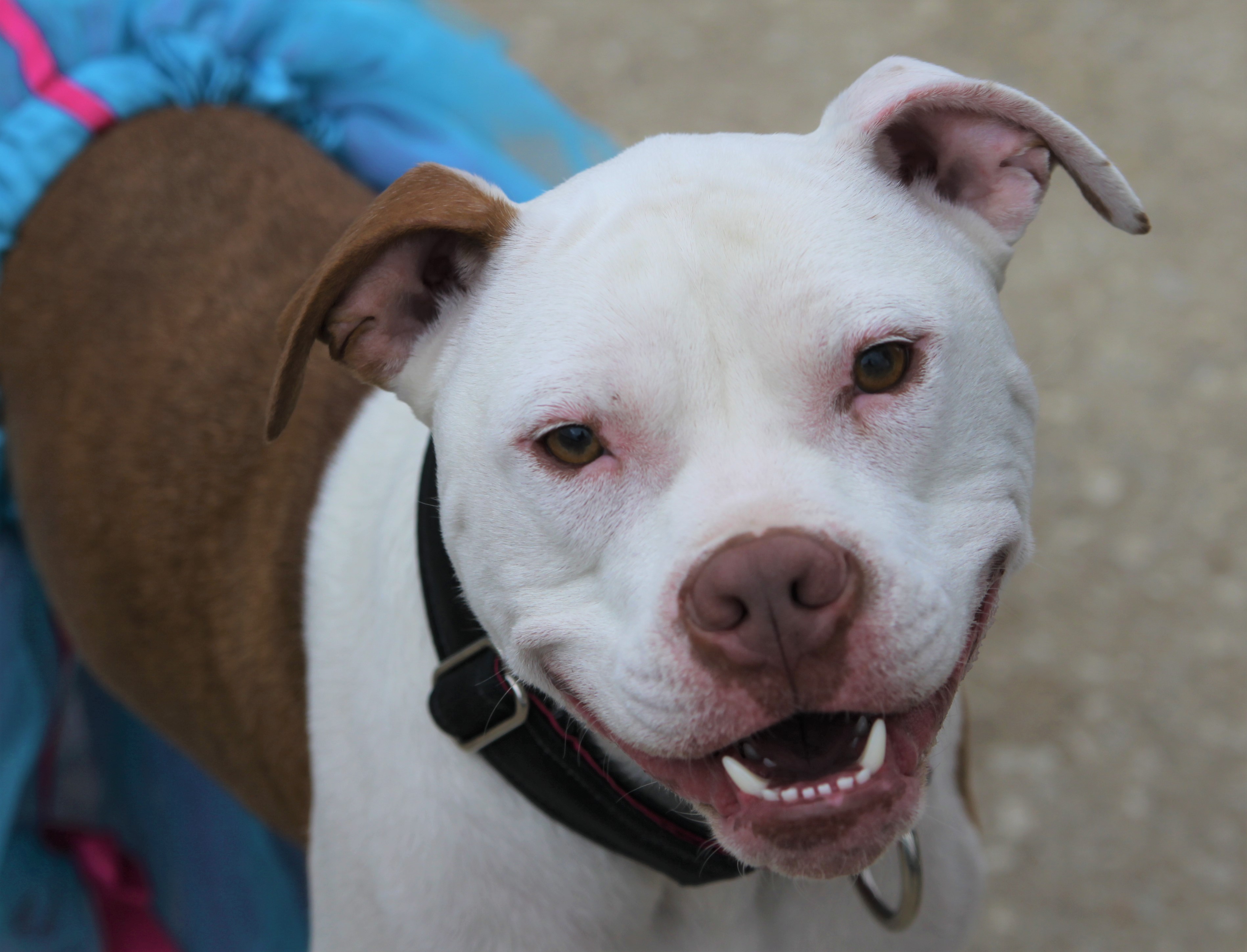 american bulldog crossed with pitbull