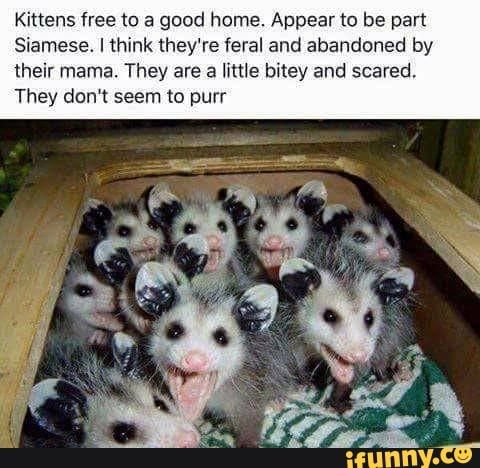 kittens free to good homes