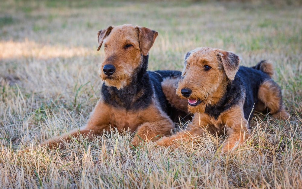 airedale terrier dog