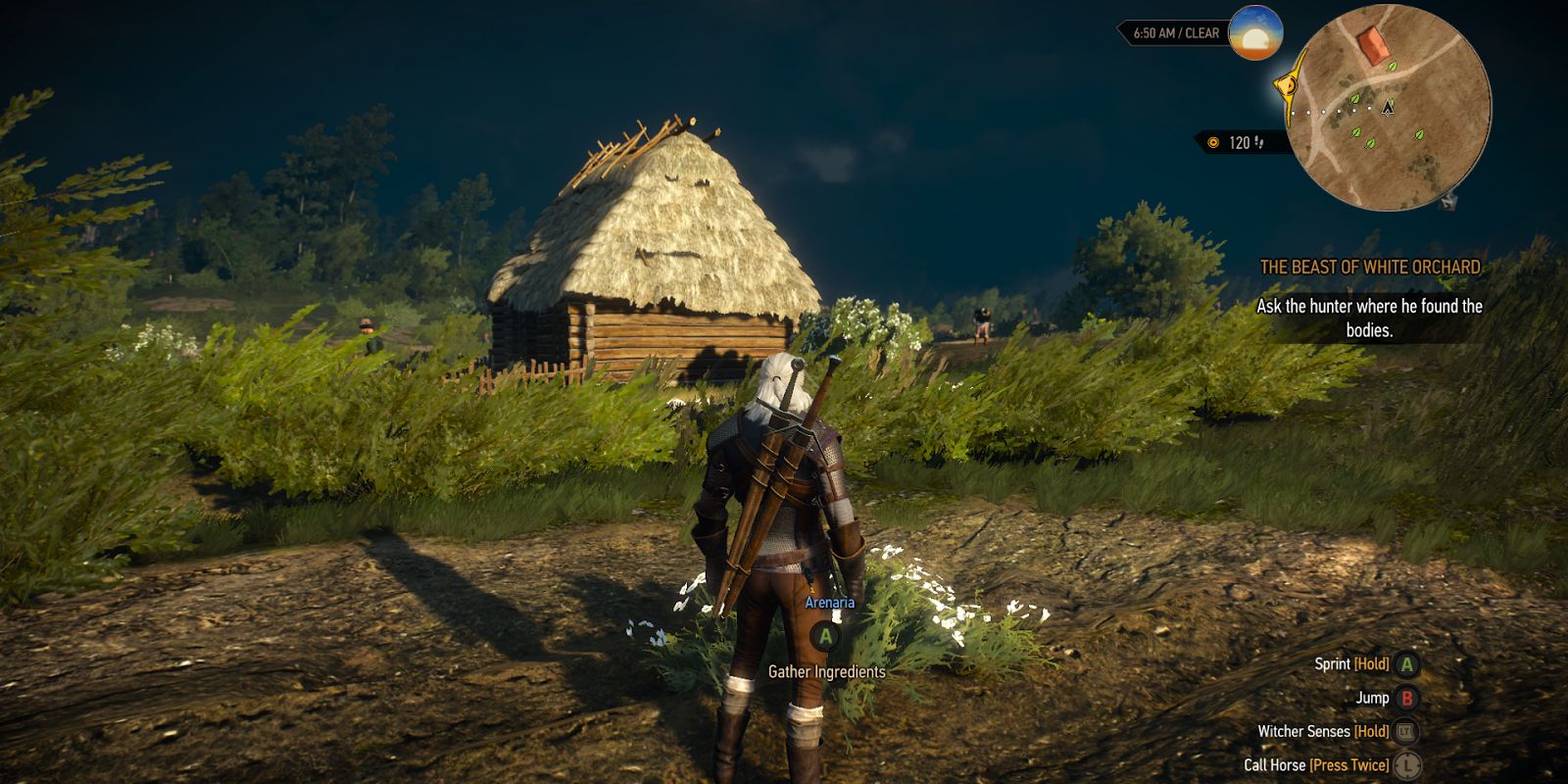 arenaria witcher 3