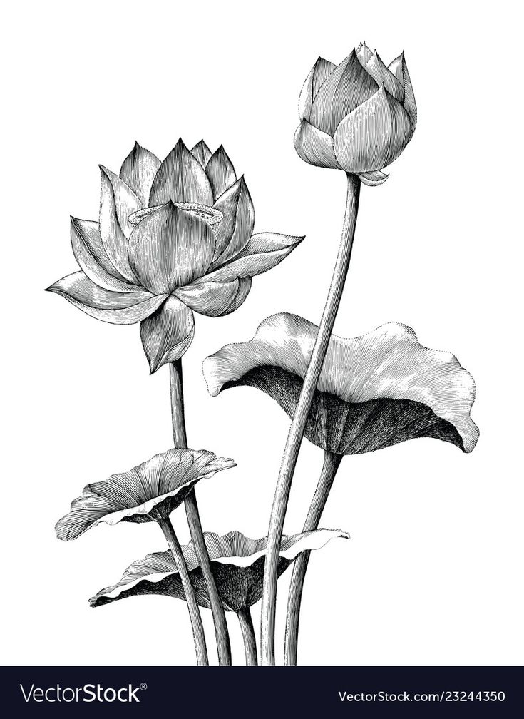 hand drawn lotus