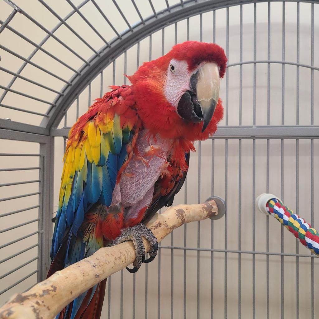 parrots for sale near me