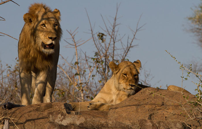 londolozi blog