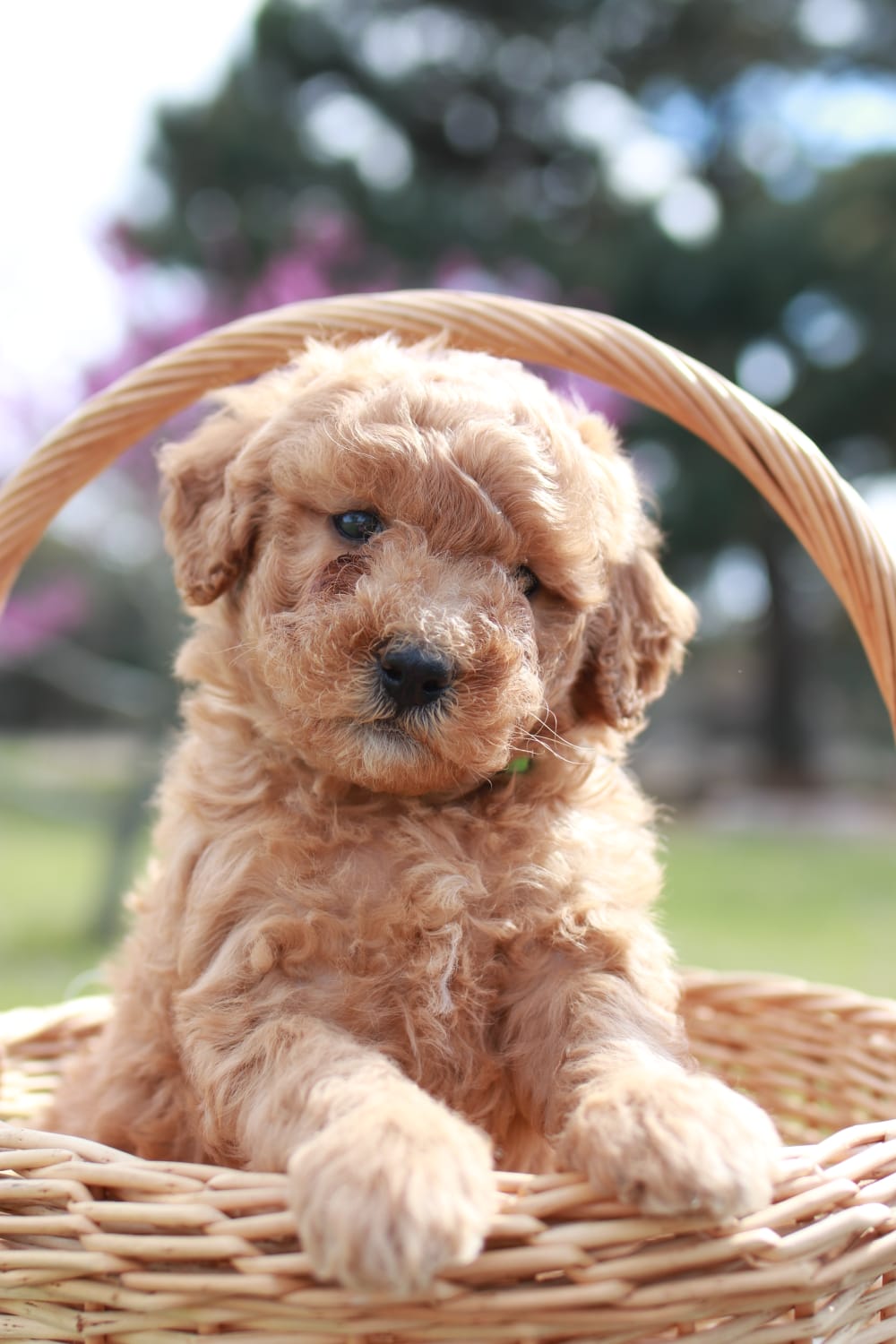 mini goldendoodles for sale near me