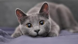 british shorthair erkek kedi kızgınlık dönemi