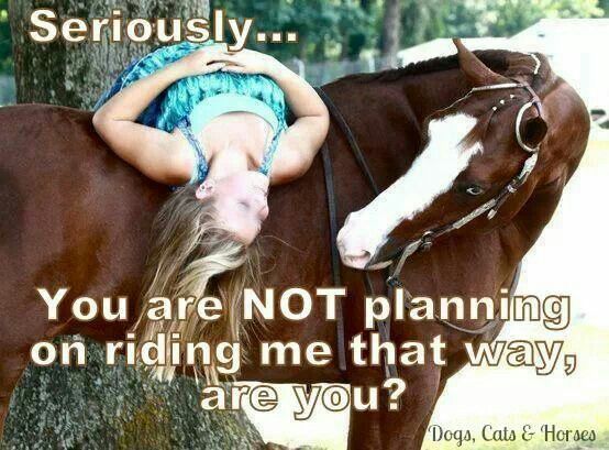 hilarious horse quotes