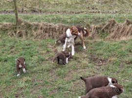 border collie puppies for sale near me