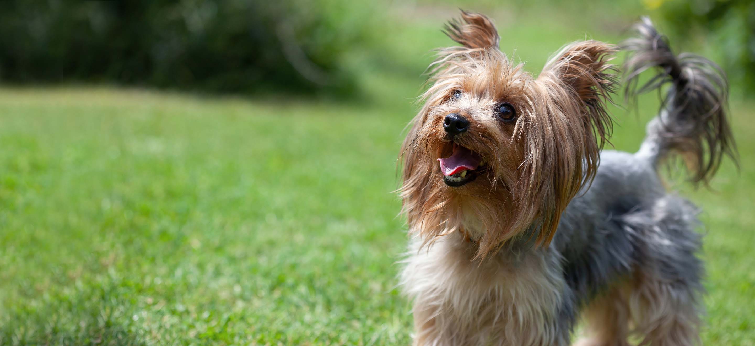 yorkshire terrier puppies for sale