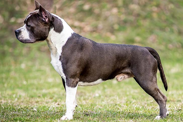 american staffordshire terrier brindle price