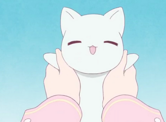 cutest anime cat