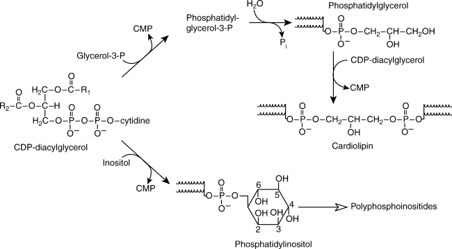 diacylglycerol