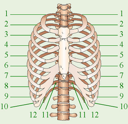 how many pairs of ribs does a human have