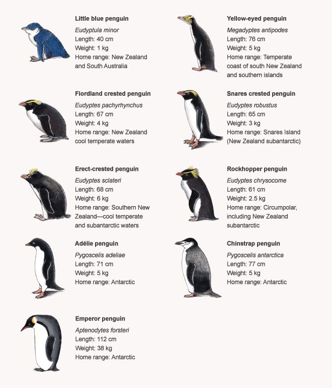 type of penguin 6 letters