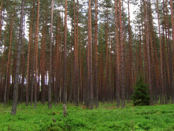 pine wood in telugu