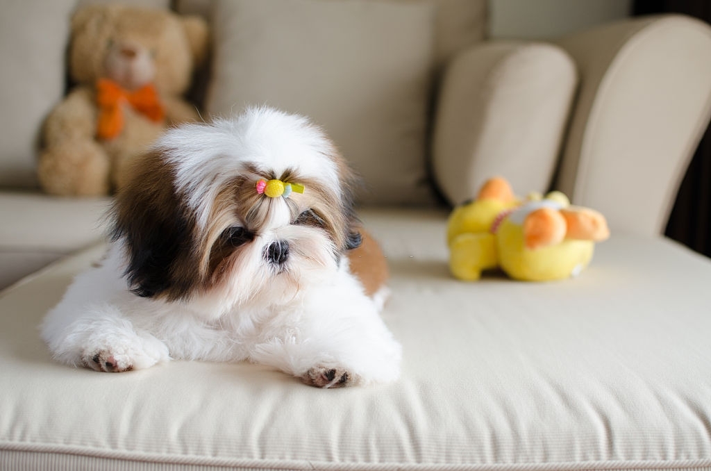 shi tzu puppies for sale