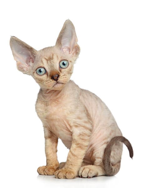 devon rex price