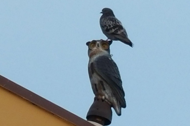 owl to scare away birds