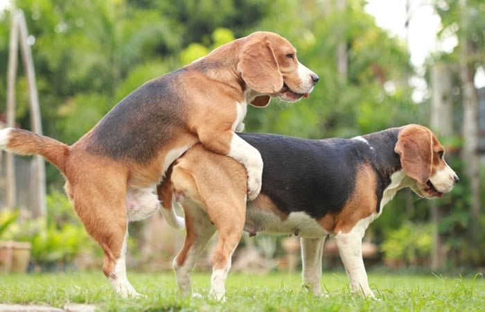 como exitar a un perro macho