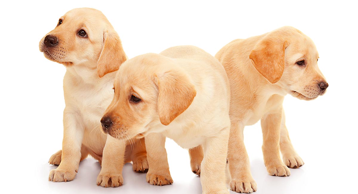 labrador puppy breeders