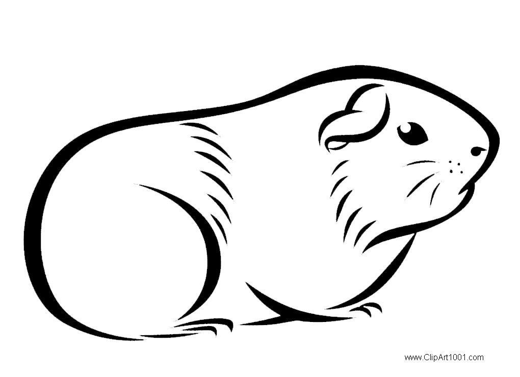 guinea pigs colouring pages