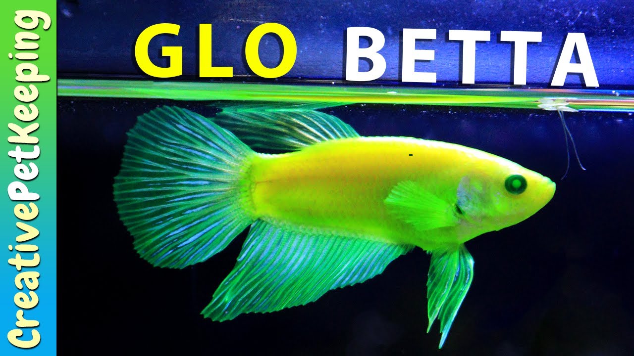 glo betta