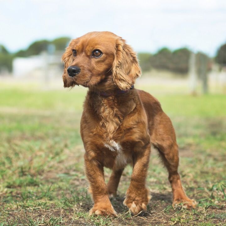 cavalier and golden retriever mix